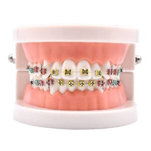 Teeth Model